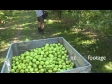 Apples Granny Smith 3 1048